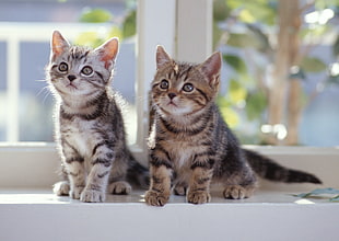 micro shot photography of two black-and-white tabby kittens